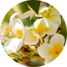 Ingredient Image