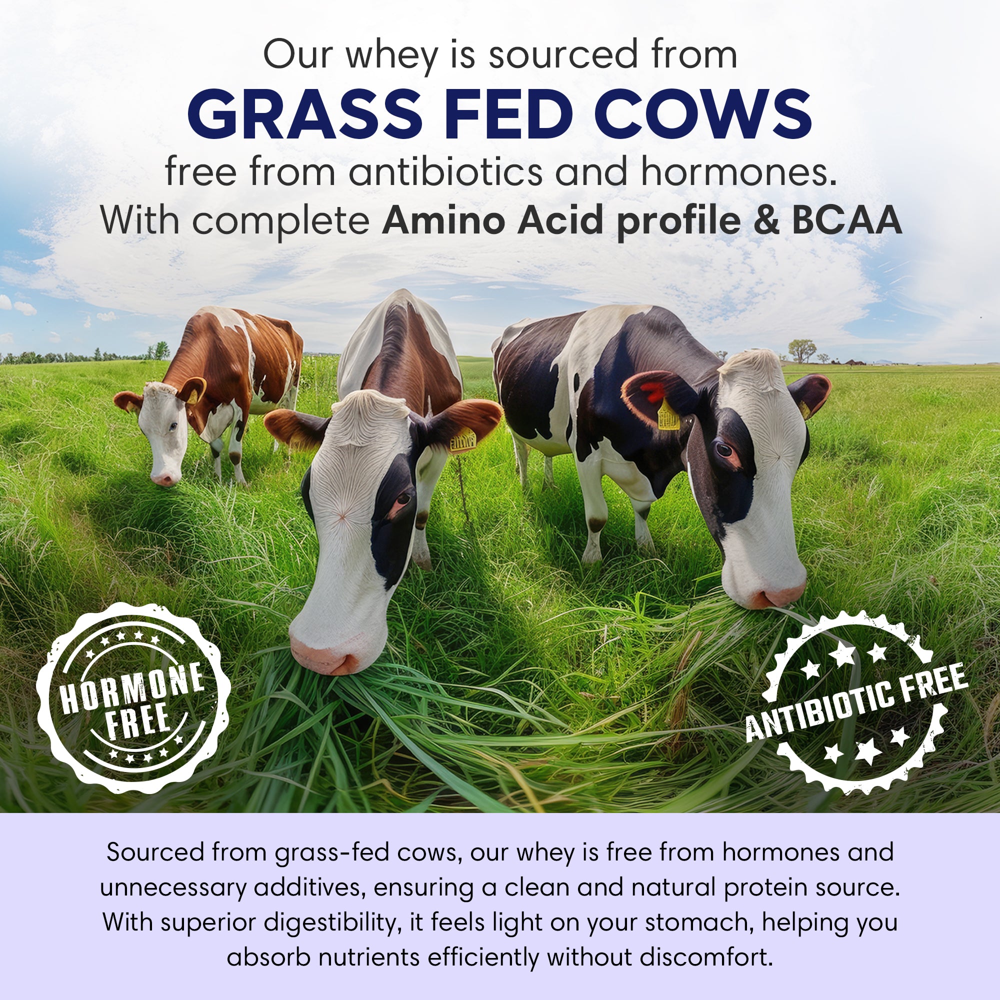 Whey Protein | Chocolate Almond 2 Kg