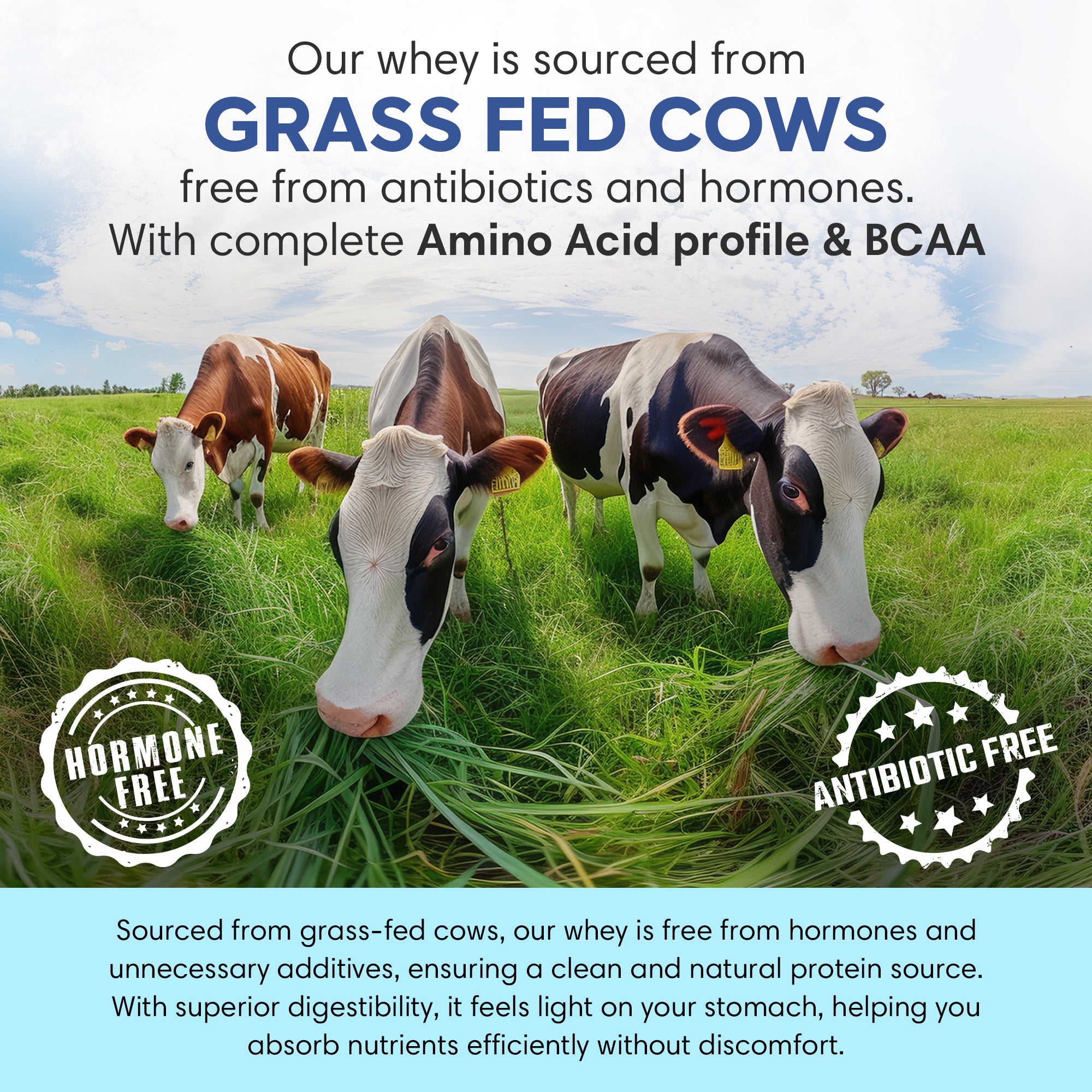 Whey Protein | Vanilla