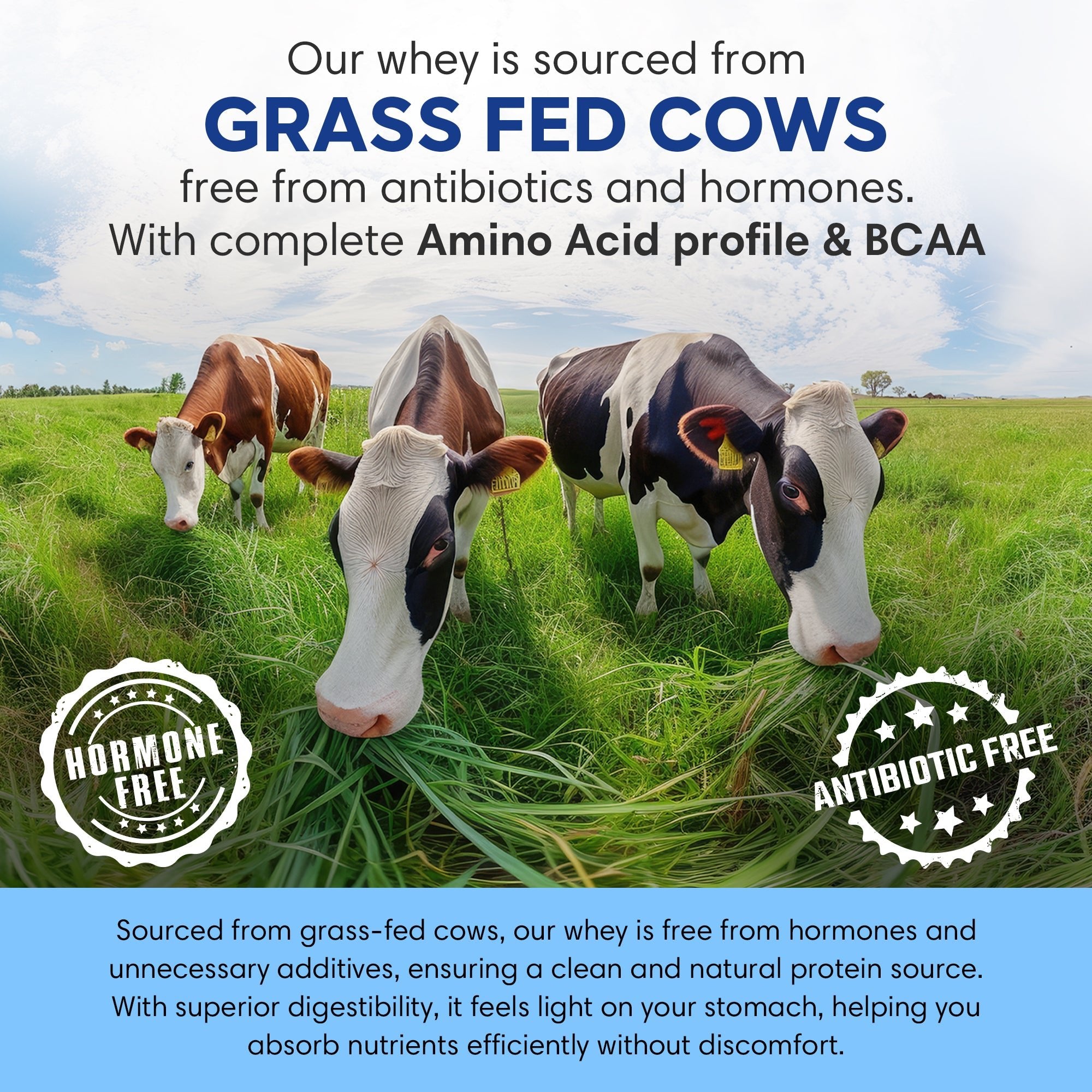 Whey Protein | Cookies & Cream