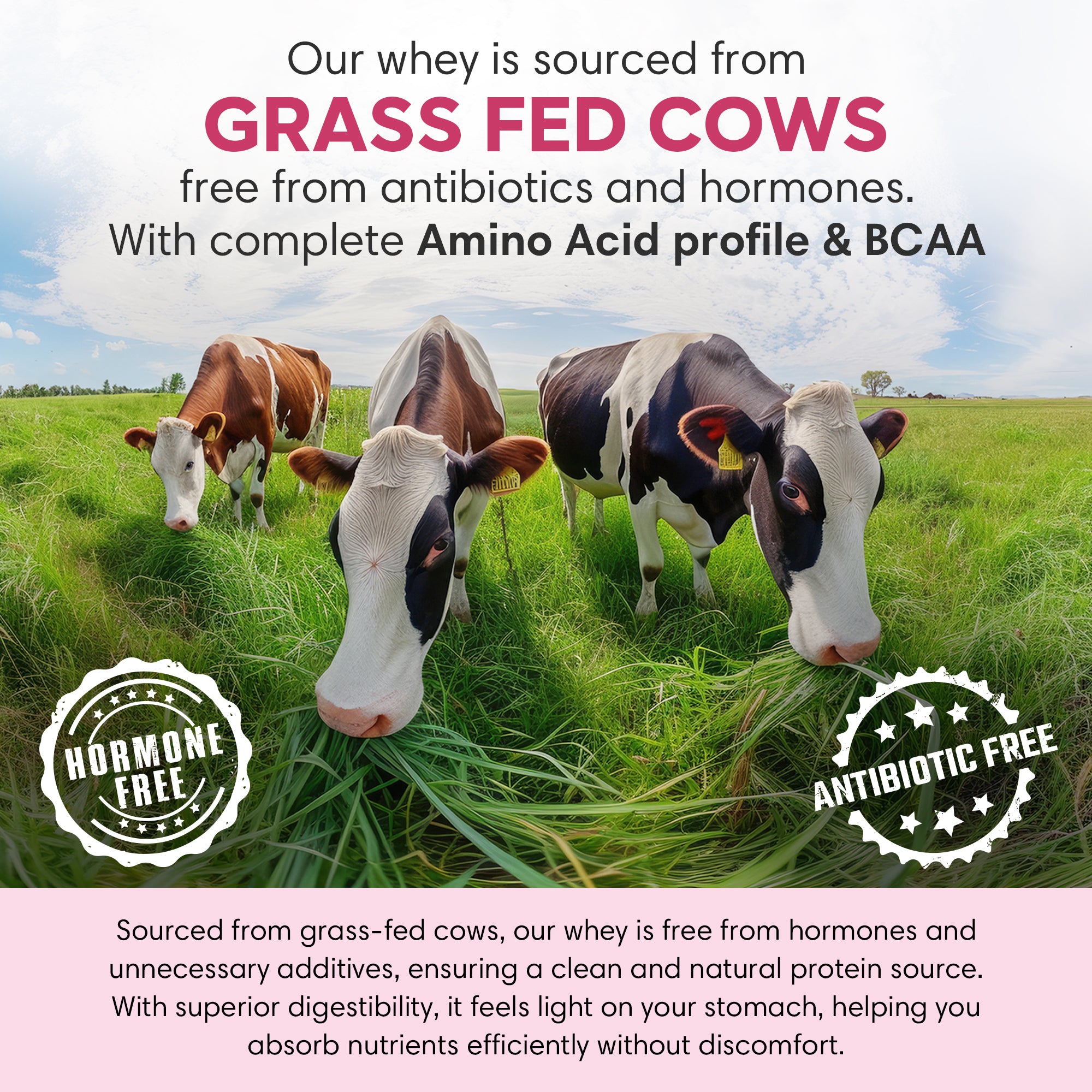 Whey Protein | Strawberry 15 Sachets