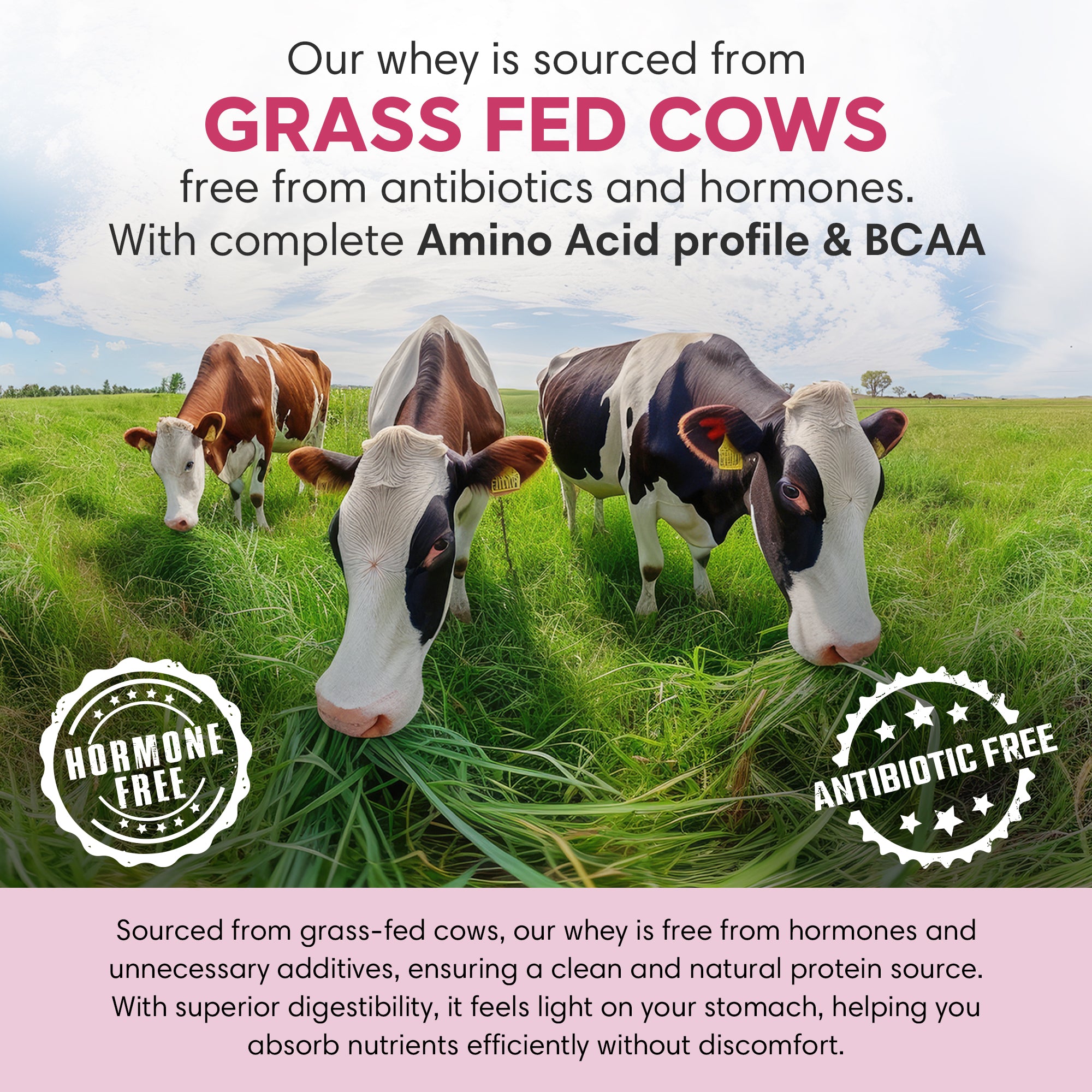 Whey Protein | Strawberry 1 Kg