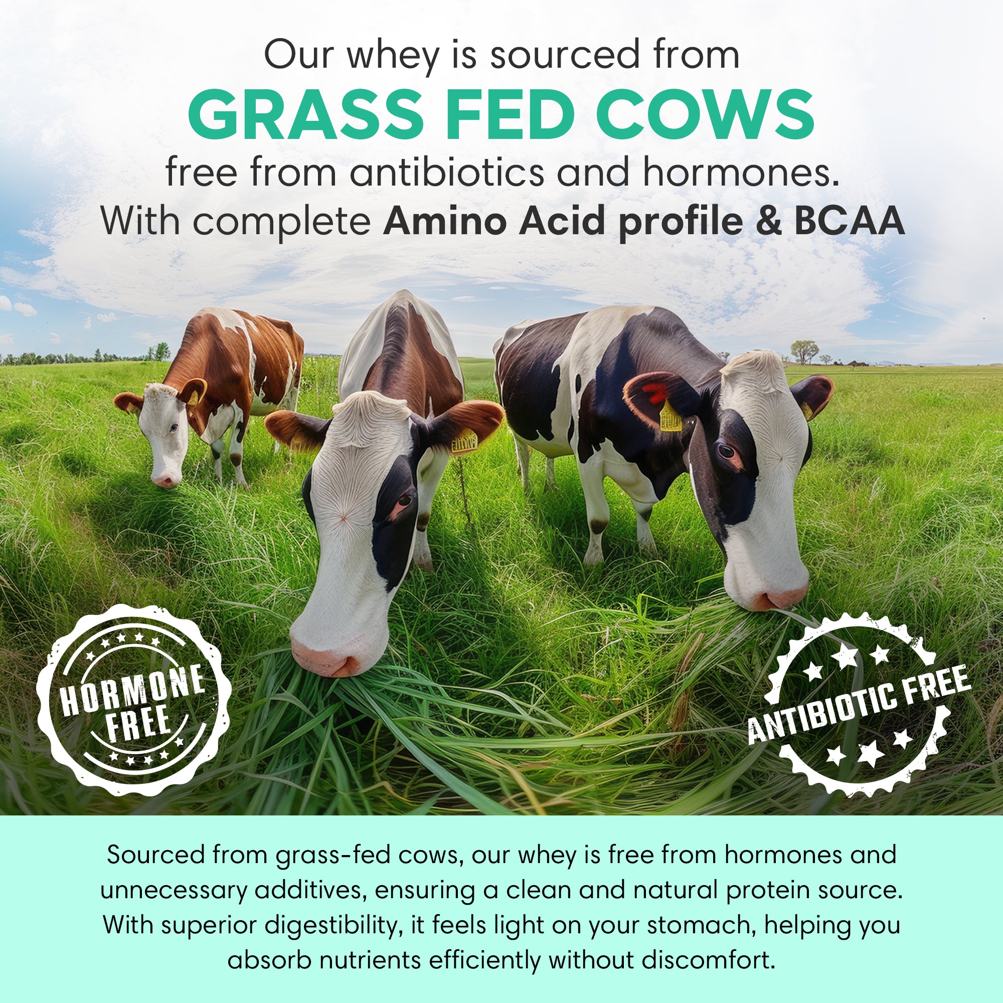 Whey Protein | Rainbow Pack of 9