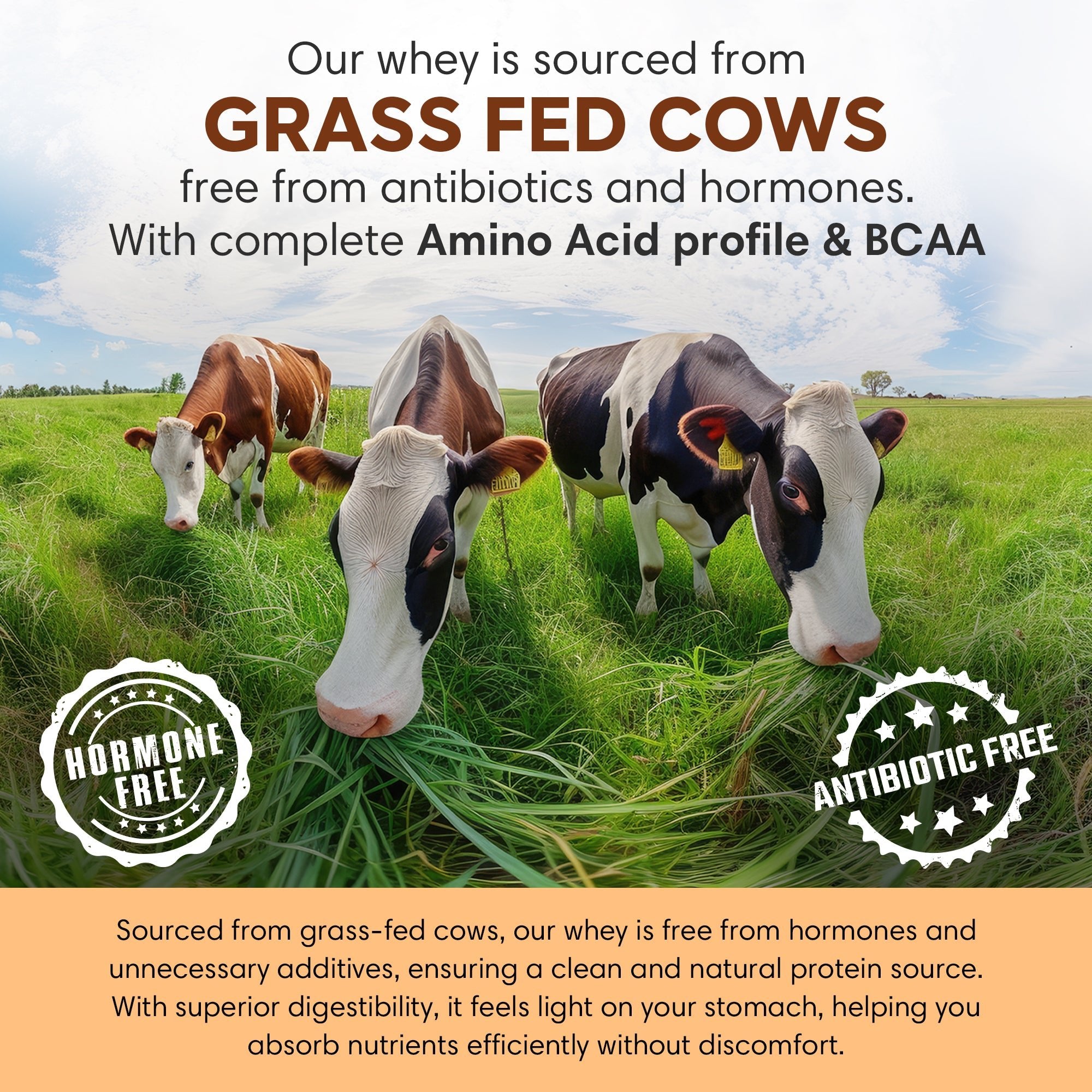 Whey Protein | Haldi Badam 1 Kg