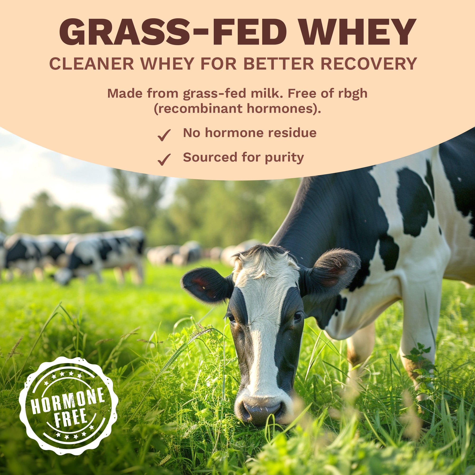 Next-Gen Whey Protein | Chocolate 1 Kg