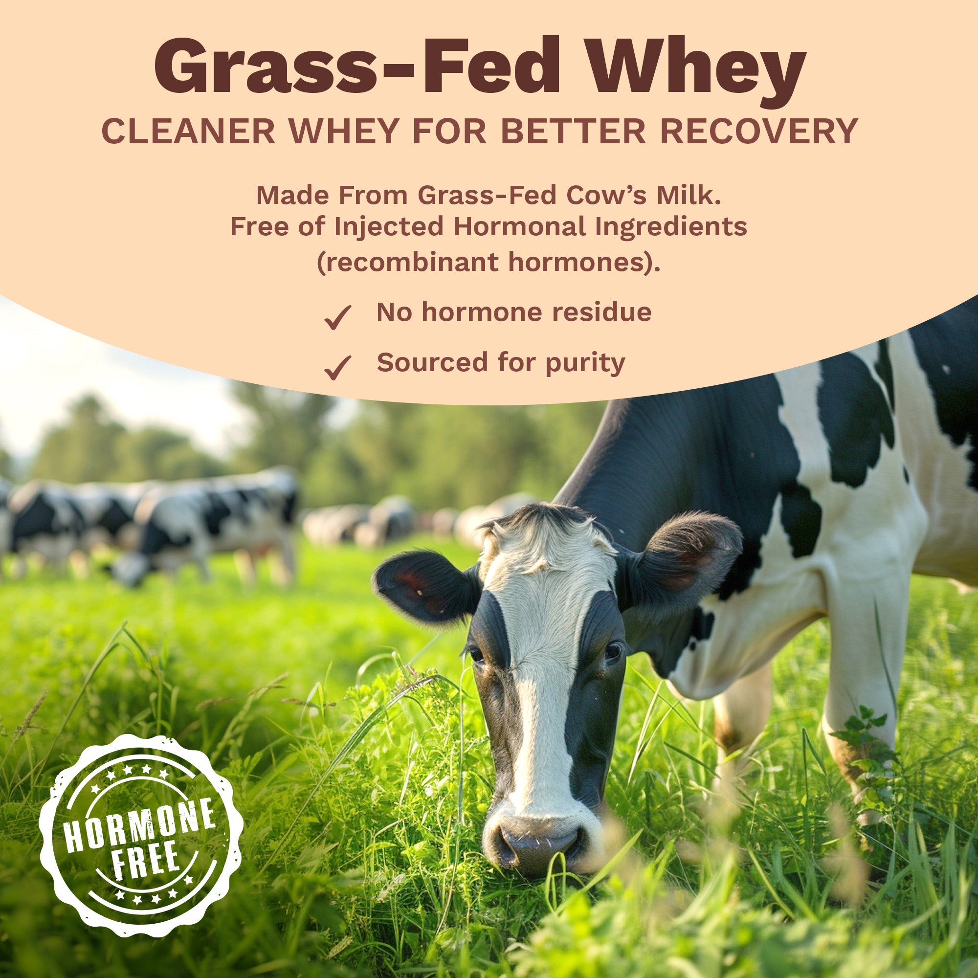 Next-Gen Whey Protein | Chocolate 1 Kg