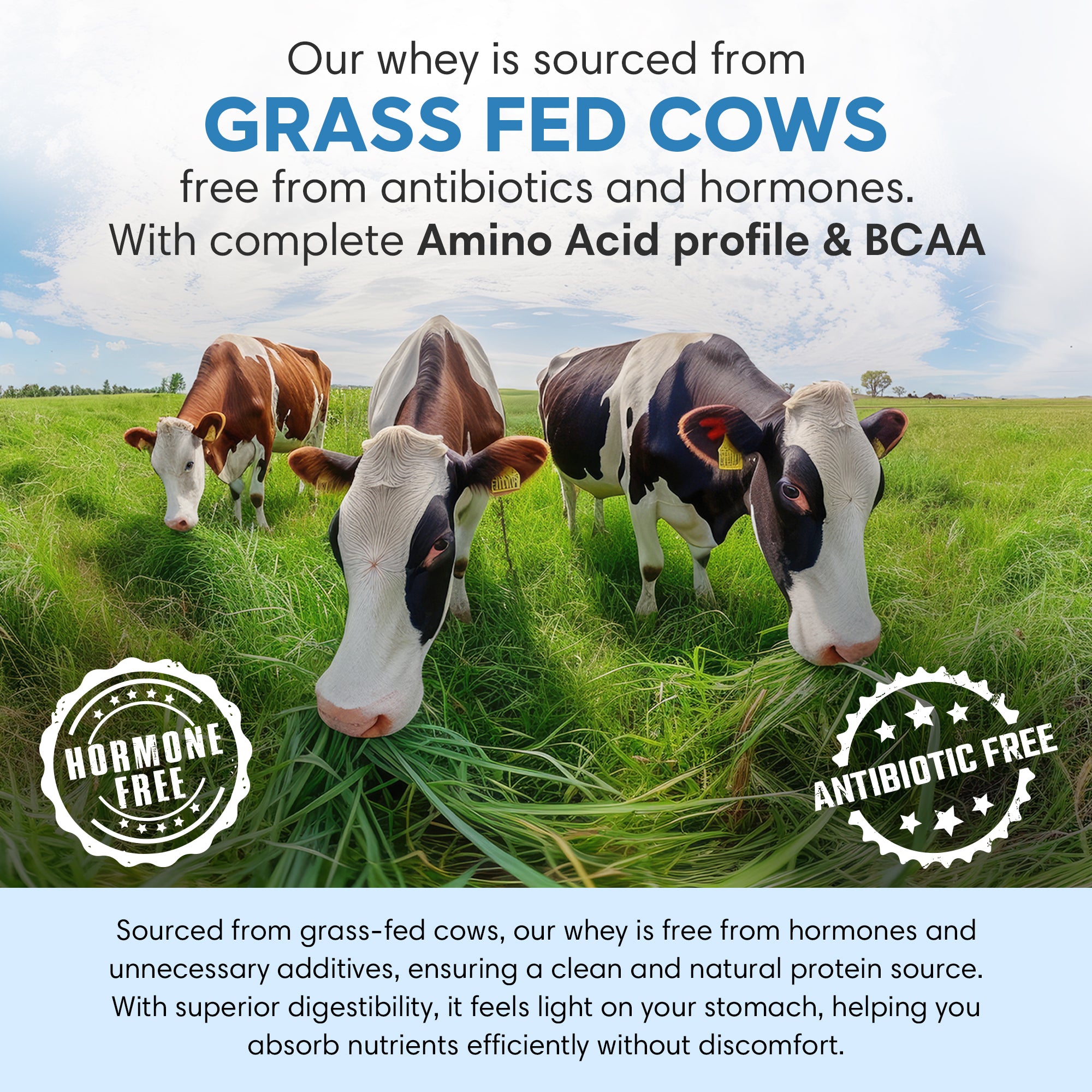 Whey Protein Isolate | Chocolate 1 Kg