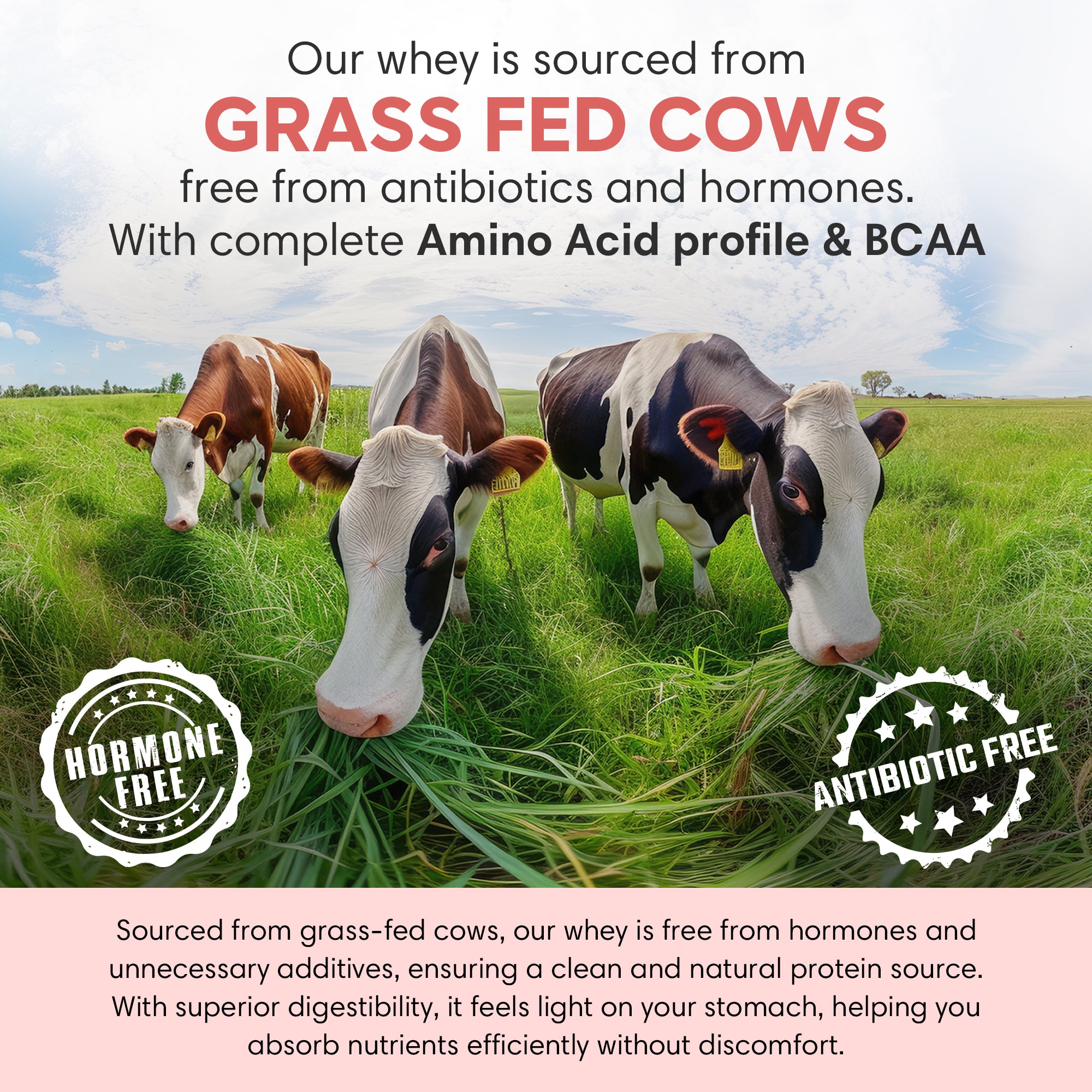 Whey Protein Isolate | Coffee 1 Kg